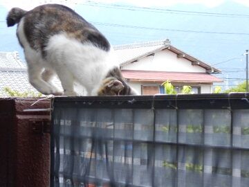6月18日（27）仮