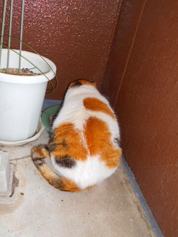 2月10日（35）仮