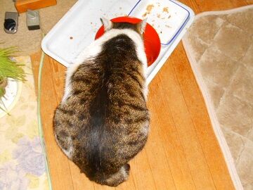 3月29日（46）仮