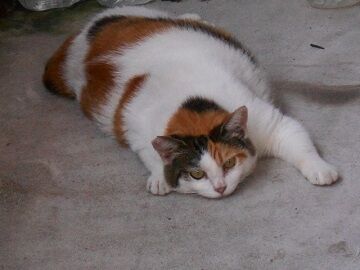 8月14日（37）仮