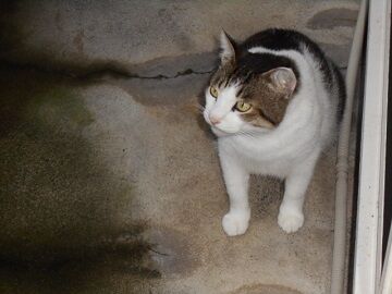 7月25日（25）仮