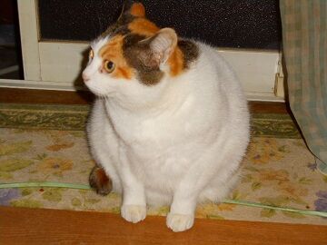 3月11日（15）仮