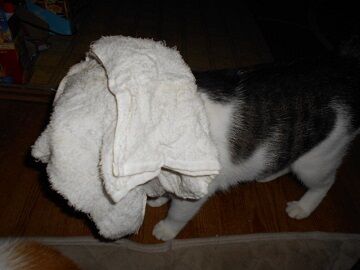 9月27日（18-19）仮