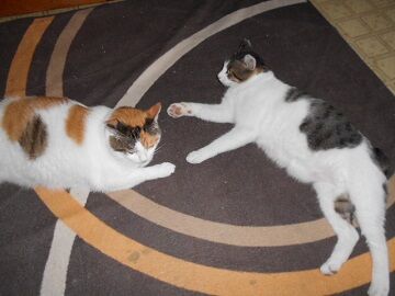 7月29日（20）仮