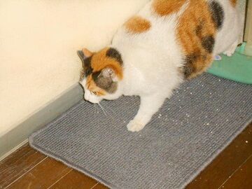 トイレ①