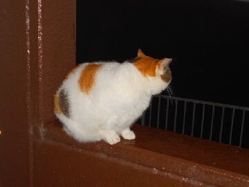 11月18日（33）仮