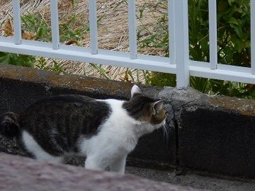 8月8日(5)仮