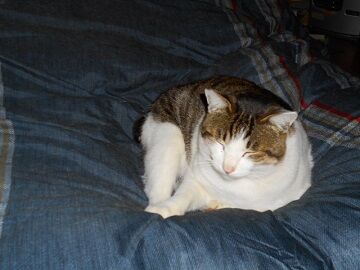 2月17日（43）仮