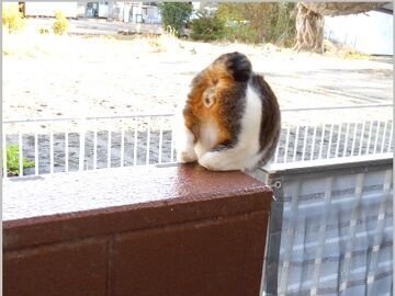 12月23日（12）仮