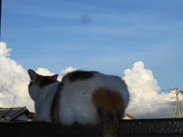 9月11日（17-2）仮