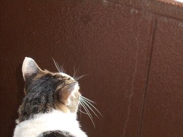 7月20日（33）仮