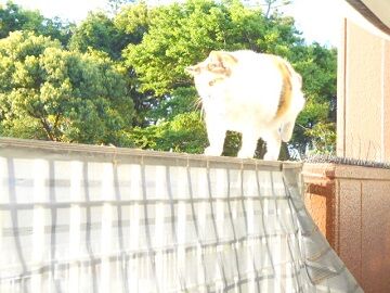 5月15日（24）仮