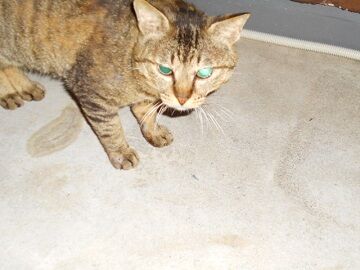 5月18日（10）仮