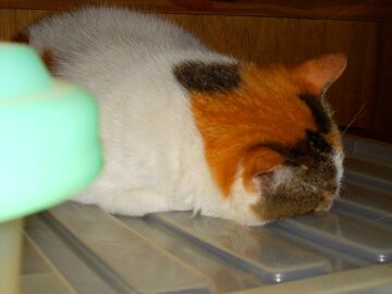 5月30日（30）仮