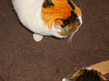 12月30日（8）仮