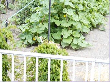 6月18日（39）仮