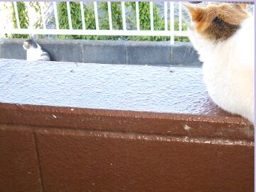 6月16日（35）仮