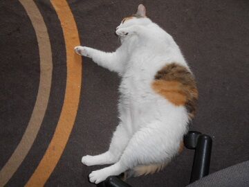 7月29日（10）仮