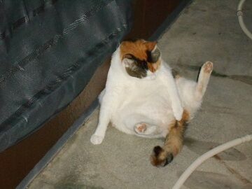 10月6日（25）仮