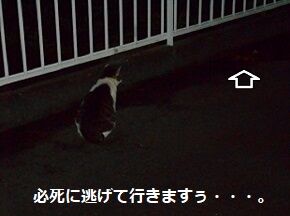 6月22日（15）仮