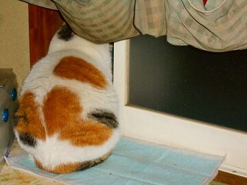 2月13日（11）仮