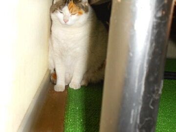 5月14日（10）仮