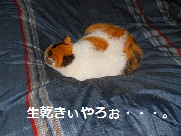 12月23日（3）仮