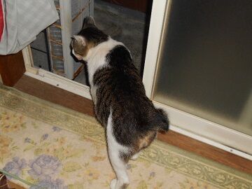 8月26日（24）仮