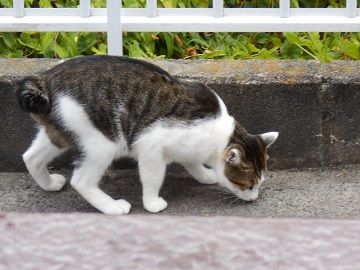 8月8日(6)仮