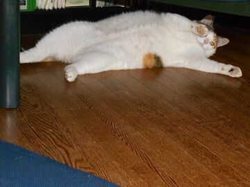 7月26日（78）仮