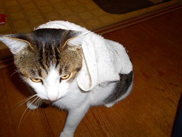 11月22日（6）仮