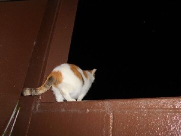 9月10日（33）仮