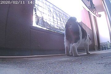 2月11日（38.5）仮