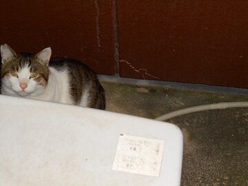 1月30日（47）仮