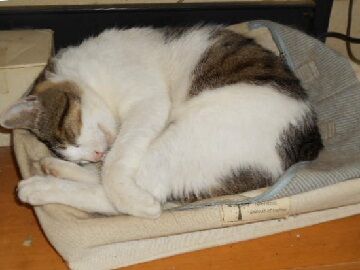 6月26日（36）仮