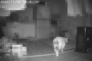 11月28日（33）仮