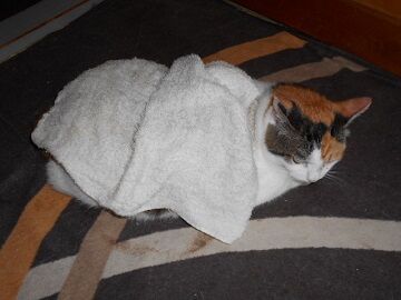 8月28日（74）仮