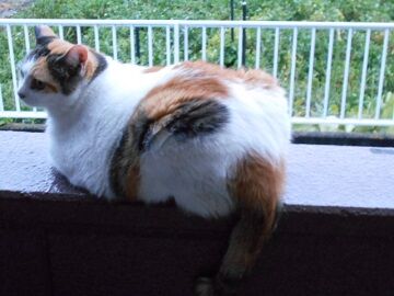 8月22日（41）仮