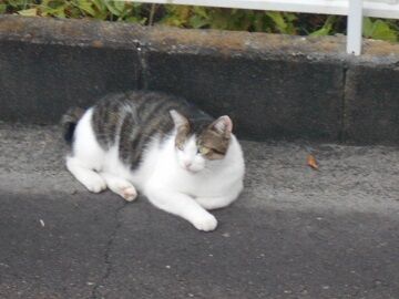 8月25日（10）仮