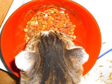 12月20日（10）仮