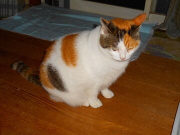 12月2日（48）仮