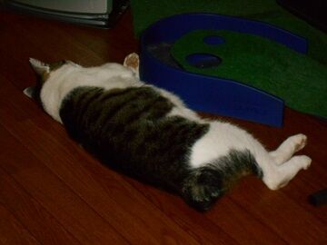 9月3日（7-7）仮