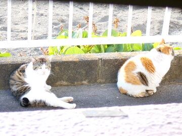 5月12日（25）仮