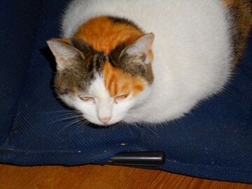 12月2日（20）仮