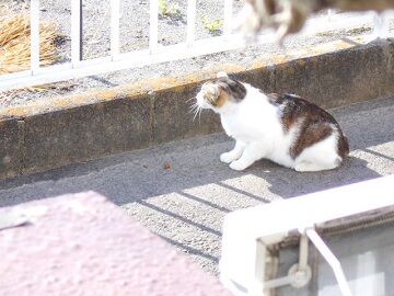 5月30日(37)仮