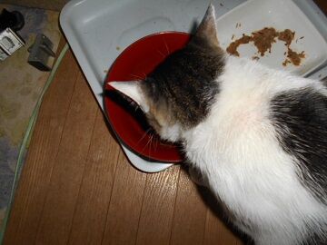 8月10日（14）仮