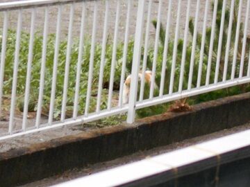 6月29日（96）仮