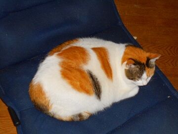 10月21日（26）仮