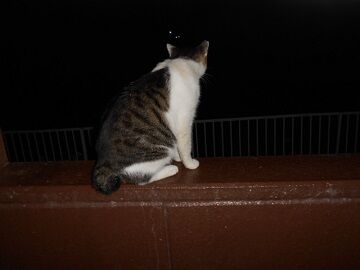 8月12日（16）仮