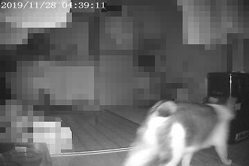 11月28日（29）仮